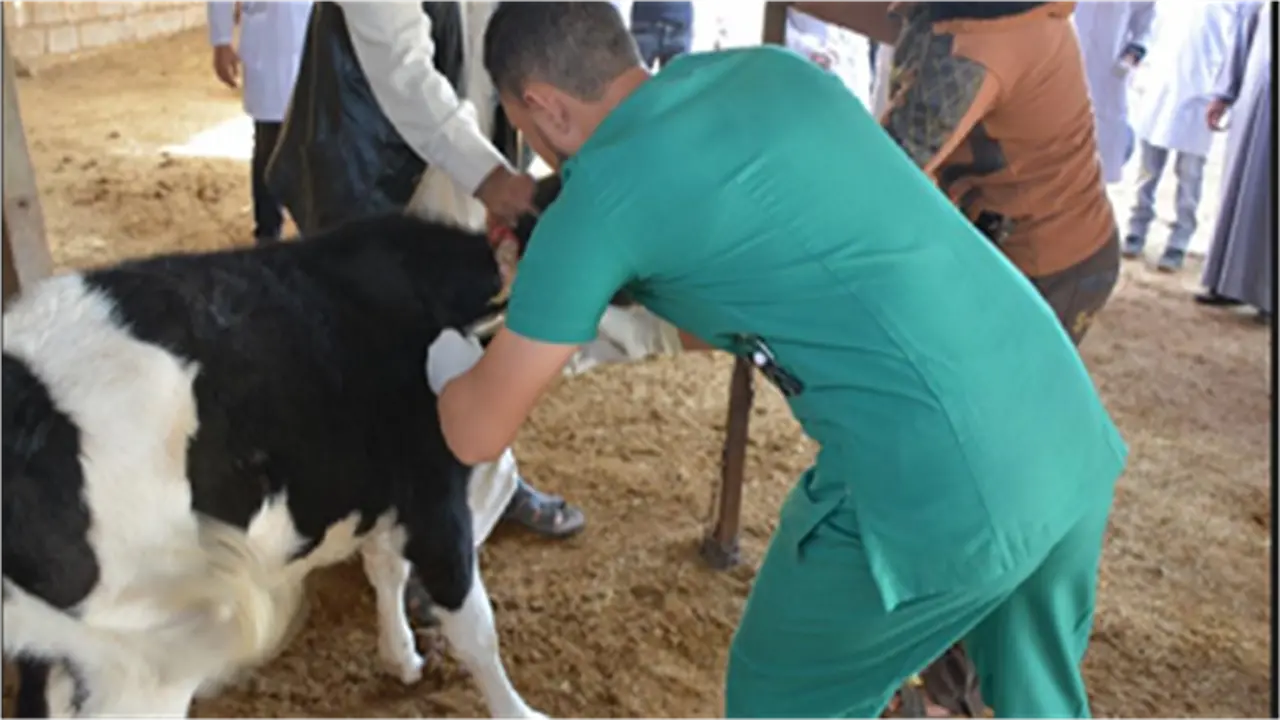 إعلان جديد.. 4500 فرصة عمل لأطباء بيطريين في وزارة الزراعة